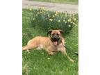 Adopt Lilo a Tan/Yellow/Fawn - with Black Black Mouth Cur / Australian Shepherd