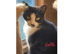 Adopt Harbor a Black & White or Tuxedo Domestic Shorthair (short coat) cat in