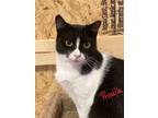 Adopt Priscilla a Black & White or Tuxedo Domestic Shorthair (short coat) cat in