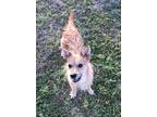 Adopt Benny a Tan/Yellow/Fawn - with White Border Terrier / Terrier (Unknown