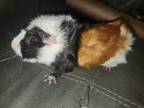Adopt Oreo & Snickers a Orange Guinea Pig (short coat) small animal in Sharon