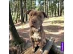 Adopt King a Brown/Chocolate - with White American Pit Bull Terrier / American