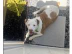 Adopt DJ a Brown/Chocolate - with White Pit Bull Terrier / Jack Russell Terrier
