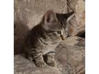 Adopt Sterling a Black (Mostly) Tabby / Mixed cat in Stevensville, MI (39171236)