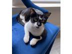 Adopt Button a Black & White or Tuxedo Domestic Mediumhair (medium coat) cat in