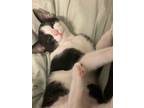 Adopt Mars a Black (Mostly) Domestic Shorthair (short coat) cat in San Luis