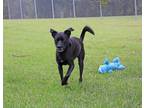 Adopt Stimpy a Black Terrier (Unknown Type, Small) / Mixed dog in Savannah