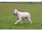 Adopt Q-Tip a White - with Tan, Yellow or Fawn Spitz (Unknown Type