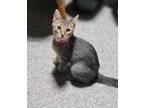 Adopt Nala a Brown Tabby Domestic Shorthair (short coat) cat in Sykesville