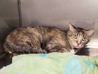 Adopt Greta a Tortoiseshell Domestic Shorthair (short coat) cat in Phoenix