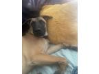 Adopt Sonny a Tan/Yellow/Fawn - with Black Belgian Malinois / Rhodesian