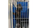 Adopt Bella a Black Black and Tan Coonhound dog in Whiteville, NC (39151895)