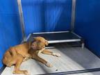 Adopt Carmen a Brown/Chocolate American Pit Bull Terrier dog in Whiteville
