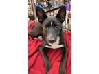 Adopt Star a Black - with White Basenji / Mixed dog in Joshua, TX (39150265)