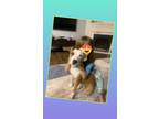 Adopt Molly a White - with Red, Golden, Orange or Chestnut Boxer / Labrador
