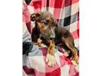Adopt Sun a Brindle - with White Shepherd (Unknown Type) / Akita / Mixed dog in