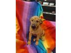 Adopt Grizzly a Tan/Yellow/Fawn Shepherd (Unknown Type) / Akita / Mixed dog in