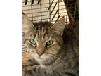 Adopt Winnie a Brown Tabby Domestic Shorthair (short coat) cat in Pottsville