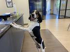 Adopt Flint a Tricolor (Tan/Brown & Black & White) Treeing Walker Coonhound /