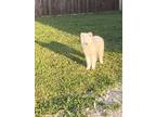 Adopt Stella a White Husky / Mixed dog in Blue Ridge, TX (39148018)
