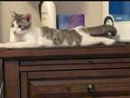 Adopt Frodo a Tiger Striped Tabby (short coat) cat in Clarksville, IN (39146253)