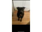 Adopt Moose CP a Black - with White Labrador Retriever / Pit Bull Terrier /