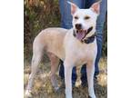 Adopt Romeo a White American Pit Bull Terrier / Mixed dog in Navasota