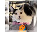 Adopt Champagne a Black & White or Tuxedo Domestic Shorthair (short coat) cat in