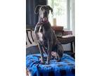 Adopt Daisy a Gray/Blue/Silver/Salt & Pepper Great Dane / Mixed dog in Denver