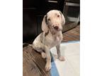 Adopt Phryne a White Great Dane / Mixed dog in Denver, CO (34217346)