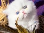 All White Dollface Persian Female