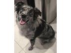 Adopt Jaina a Merle Australian Shepherd / Mixed dog in Coral Springs
