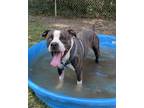 Adopt Blue a Brindle - with White American Staffordshire Terrier / Mixed dog in