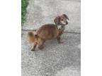 Adopt Shotsky a Red/Golden/Orange/Chestnut Dachshund / Mixed dog in