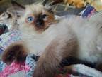 Balinese Seal Point Kitten's