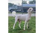 Adopt Kade a Tan/Yellow/Fawn - with White Poodle (Standard) / Golden Retriever /