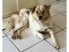 Adopt Hunny Bunny Ber a Red/Golden/Orange/Chestnut - with White Chow Chow /