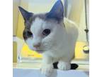 Adopt Loras a Cream or Ivory (Mostly) Snowshoe (short coat) cat in Fairborn