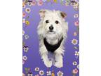 Adopt dawn a White - with Black Mixed Breed (Small) / Mixed dog in miami