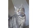 Adopt Momma Ayra a Gray, Blue or Silver Tabby Domestic Shorthair (short coat)