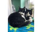 Adopt Totti and Wallace a Black & White or Tuxedo Domestic Shorthair (short
