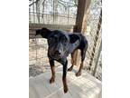 Adopt Shirley a Tricolor (Tan/Brown & Black & White) Miniature Pinscher / Mixed