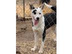 Adopt Rav a White - with Black Siberian Husky / Retriever (Unknown Type) / Mixed