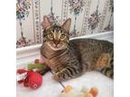 Adopt August a Brown Tabby Domestic Shorthair (short coat) cat in Arlington/Ft