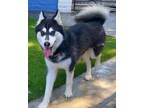 Adopt Handsome Hiro a Black - with White Alaskan Klee Kai / Alaskan Malamute /