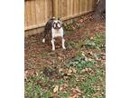 Adopt GADAFFI a Gray/Silver/Salt & Pepper - with White Pit Bull Terrier / Mixed