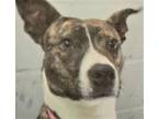 Adopt Angelica a Brindle - with White Plott Hound / Terrier (Unknown Type