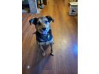 Adopt KENNY a Tricolor (Tan/Brown & Black & White) Shepherd (Unknown Type) /
