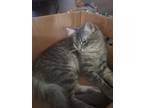 Adopt Wit a Gray, Blue or Silver Tabby Domestic Mediumhair / Mixed (medium coat)