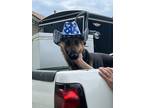 Adopt Zeus a Black - with Tan, Yellow or Fawn German Shepherd Dog / Mixed dog in